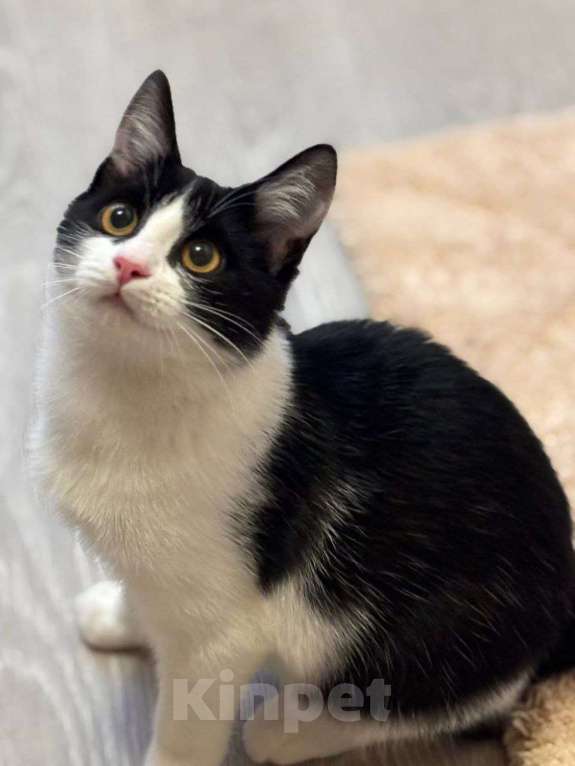 Кошки в Москве: котенок Феликс ищет  дом Мальчик, Бесплатно - фото 1