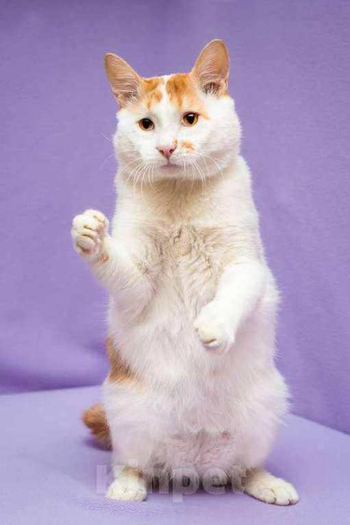 Кошки в Москве: Рыжий бобтейл Григ в дар Мальчик, 1 руб. - фото 5