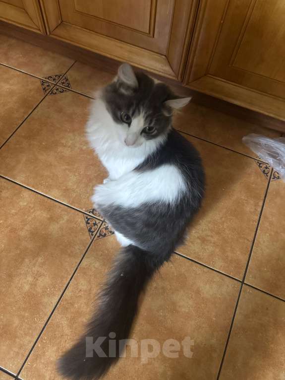 Кошки в Березниках: !!Потерялся Кот!! Мальчик, 5 000 руб. - фото 2