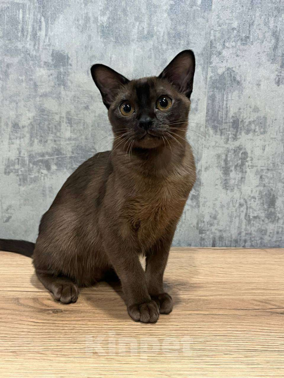 Кошки в Казани: Европейская бурма Девочка, 50 000 руб. - фото 4