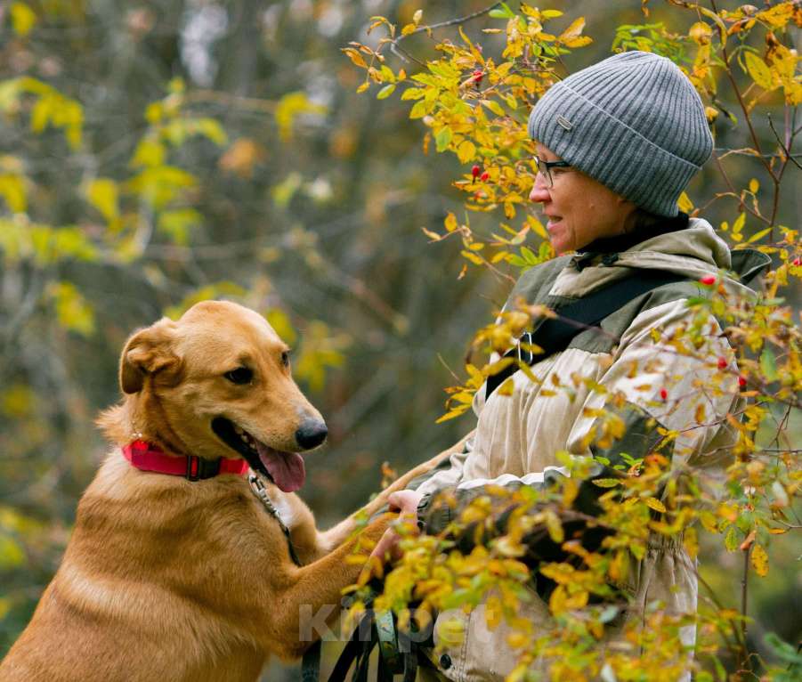 Собаки в других городах Пермского края: Большое и обнимательное солнышко Мальчик, Бесплатно - фото 7