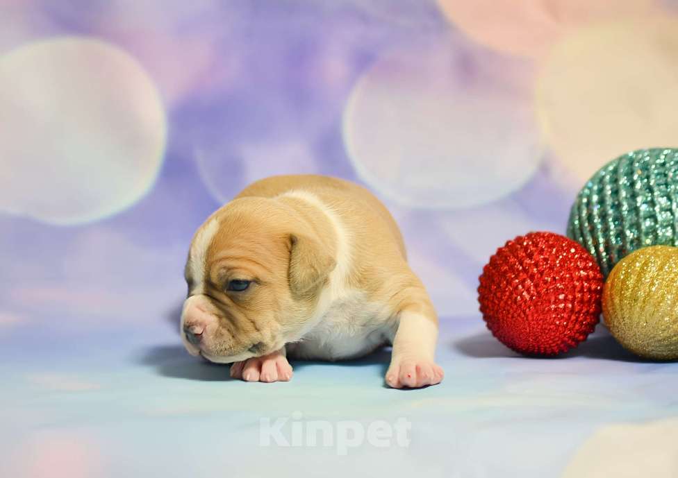 Собаки в Люберцах: Восхитительная детка Девочка, 80 000 руб. - фото 2