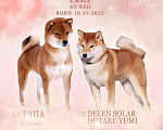Собаки в Сургуте: Брутальные щенки Мальчик, 80 000 руб. - фото 7