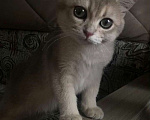 Кошки в Москве: Котенок голубая шиншилла Мальчик, 7 000 руб. - фото 4