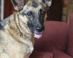 Собаки в Одинцово: Веник ищет дом Мальчик, Бесплатно - фото 2