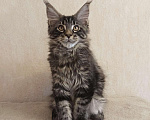 Кошки в Тюмени: Котята мейн-кун с документами Мальчик, 25 000 руб. - фото 4