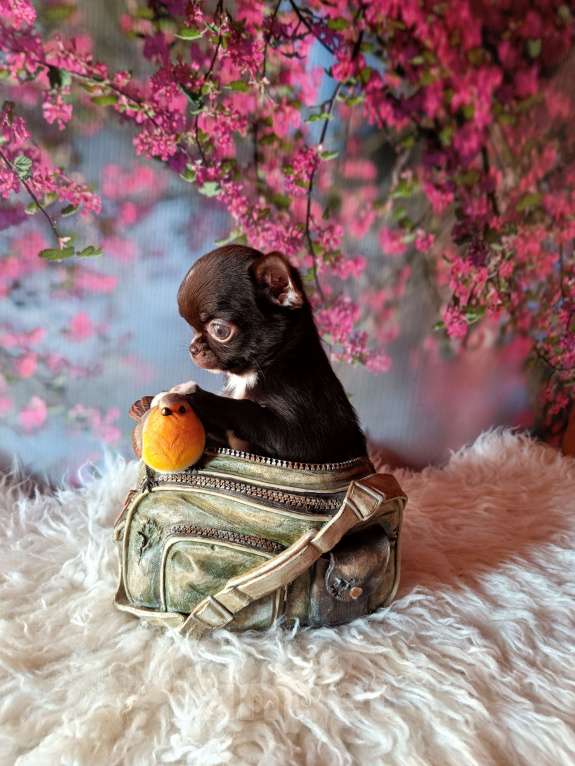 Собаки в Москве: Шоколадная конфетка Девочка, 95 000 руб. - фото 7