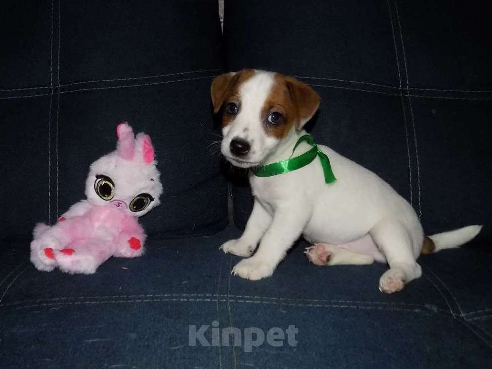 Собаки в Москве: Джек рассел терьер, мальчики Мальчик, 30 000 руб. - фото 10