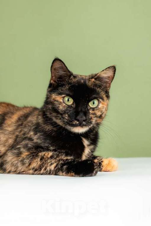 Кошки в Москве: Крупная черепаховая кошка Фаня-Нафаня на счастье Девочка, Бесплатно - фото 6