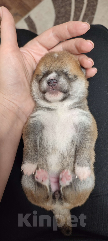 Собаки в Стерлитамаке: Щенки сиба-ину Девочка, 40 000 руб. - фото 6