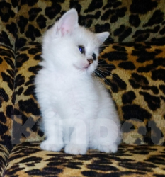 Кошки в Москве: Шикарная девочка Девочка, 8 500 руб. - фото 3