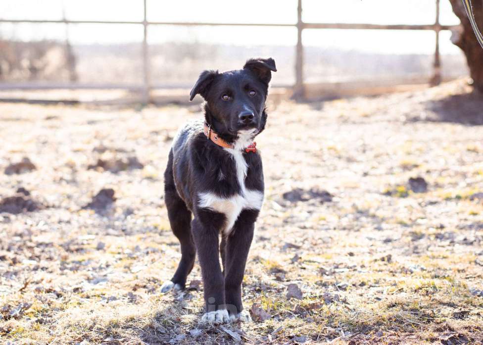 Собаки в Москве: Щенок в добрые руки Мальчик, Бесплатно - фото 5