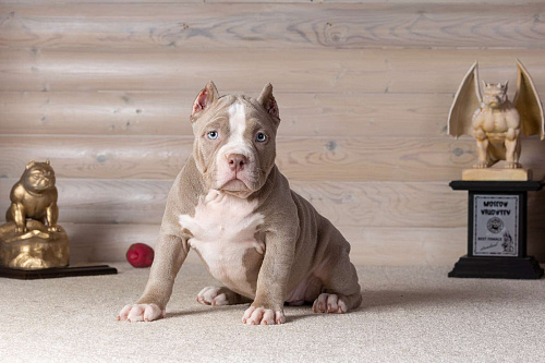 Американский булли