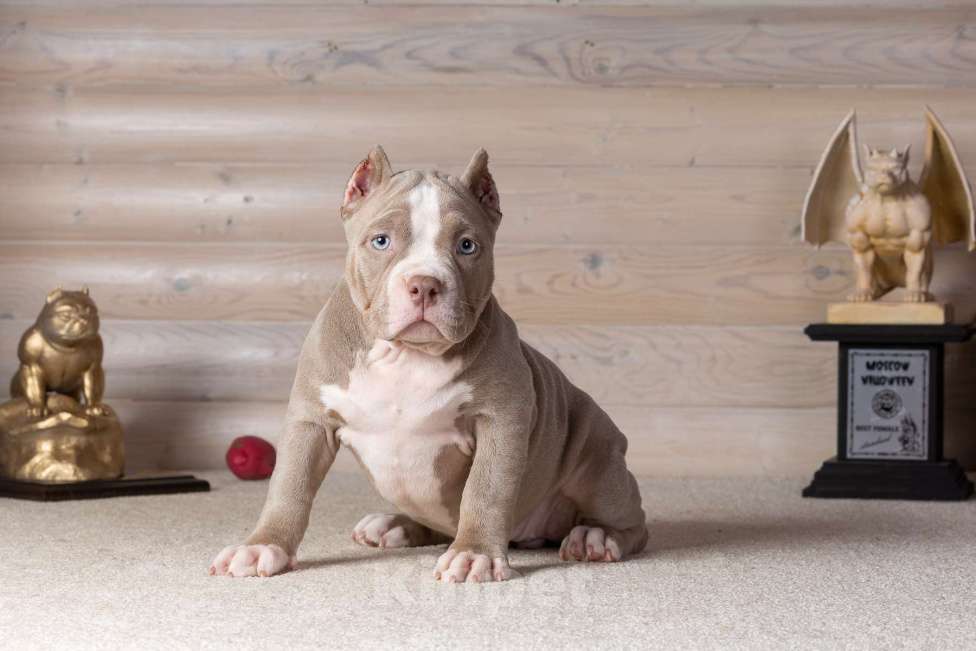 Собаки в Королеве: Американский булли Девочка, 150 000 руб. - фото 1