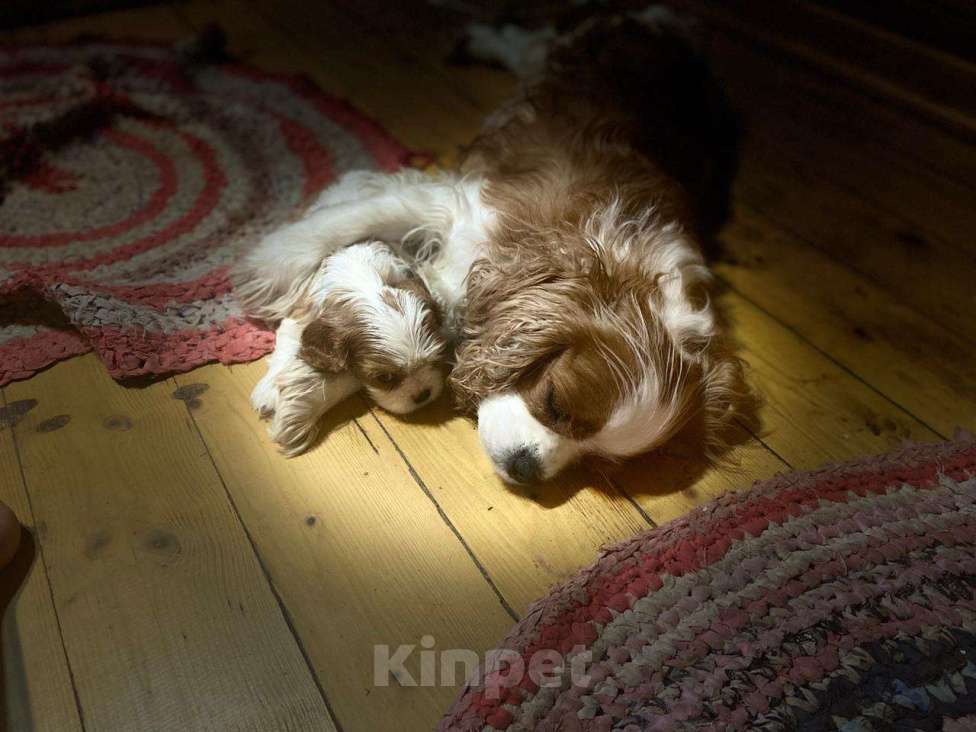 Собаки в Нижнем Новгороде: Самый красивый щенок ждёт маму Мальчик, 70 000 руб. - фото 1