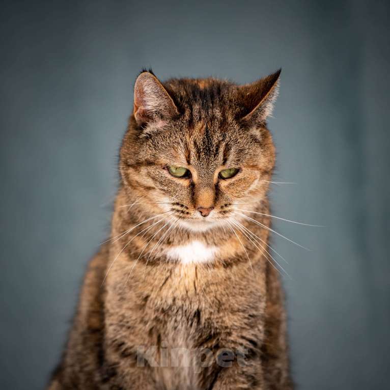 Кошки в Клине: Ласкуша — кошка-обнимашка Девочка, Бесплатно - фото 5