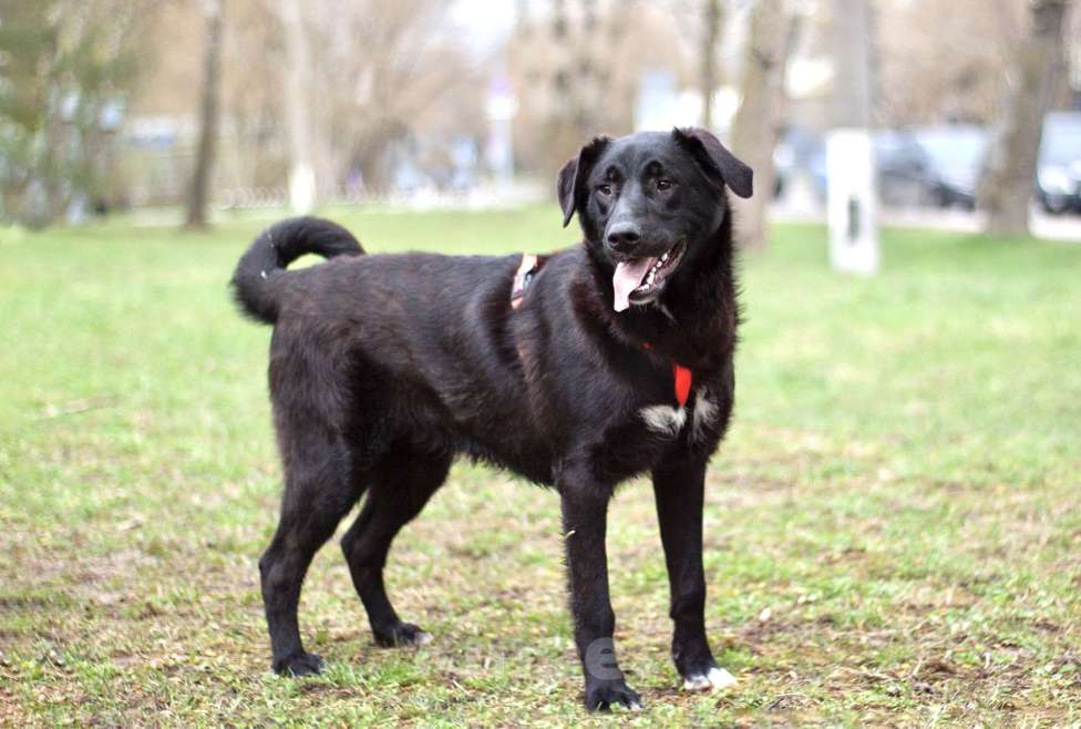 Собаки в Москве: Нежный и ласковый Уинтер в поисках дома Мальчик, Бесплатно - фото 2