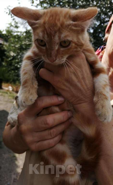 Кошки в Арзамасе: Бесплатно, Бесплатно - фото 1