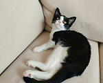 Кошки в Казани: Котенок девочка Девочка, Бесплатно - фото 1