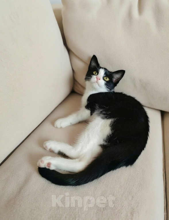 Кошки в Казани: Котенок девочка Девочка, Бесплатно - фото 1
