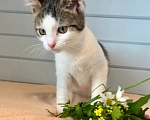 Кошки в Москве: Котёнок в добрые руки Девочка, Бесплатно - фото 8