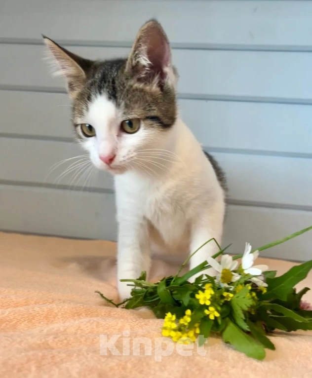 Кошки в Москве: Котёнок в добрые руки Девочка, Бесплатно - фото 8
