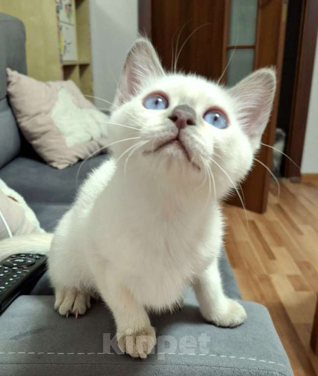 Кошки в Санкт-Петербурге: Тайская кошечка Девочка, 70 000 руб. - фото 7