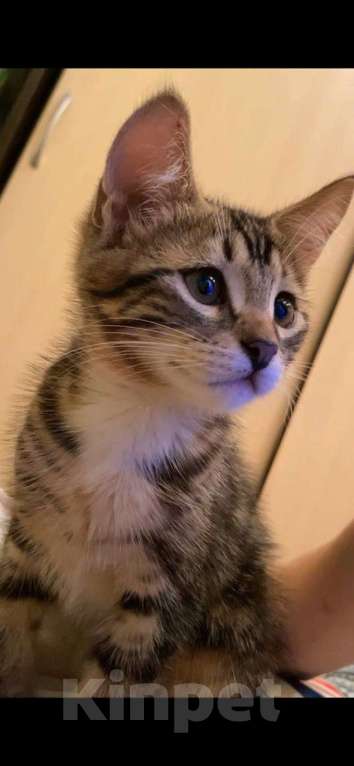 Кошки в Уфе: Котенок мальчик в добрые руки  Мальчик, Бесплатно - фото 1