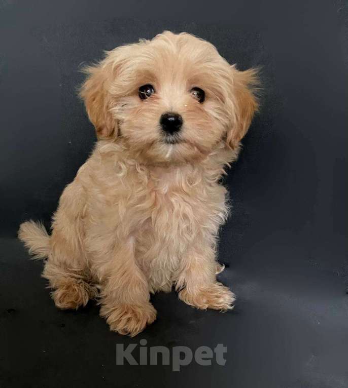 Собаки в Москве: Мальтипуf1 девочка 3 мес. Девочка, 70 000 руб. - фото 3