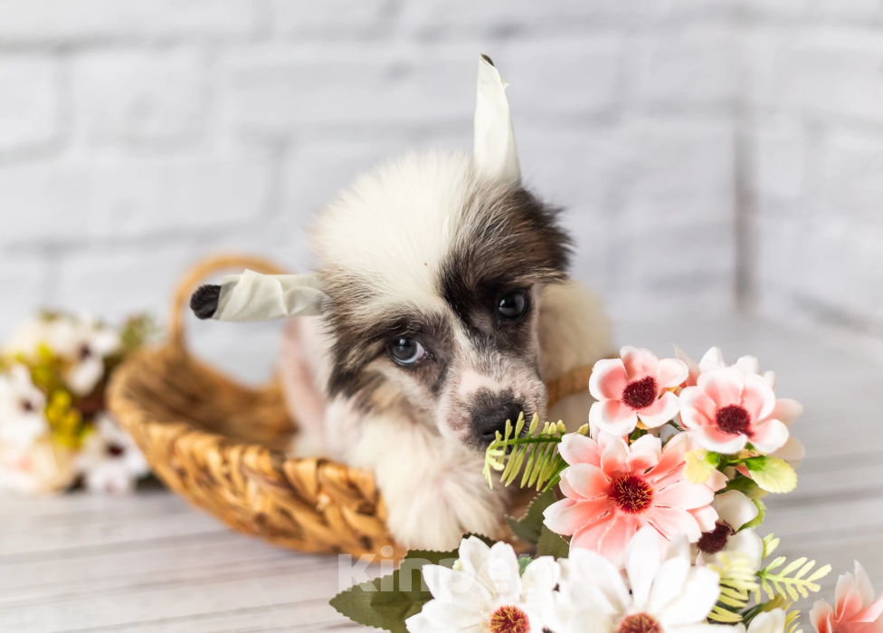 Собаки в Раменском: Китайские щенки Мальчик, Бесплатно - фото 2