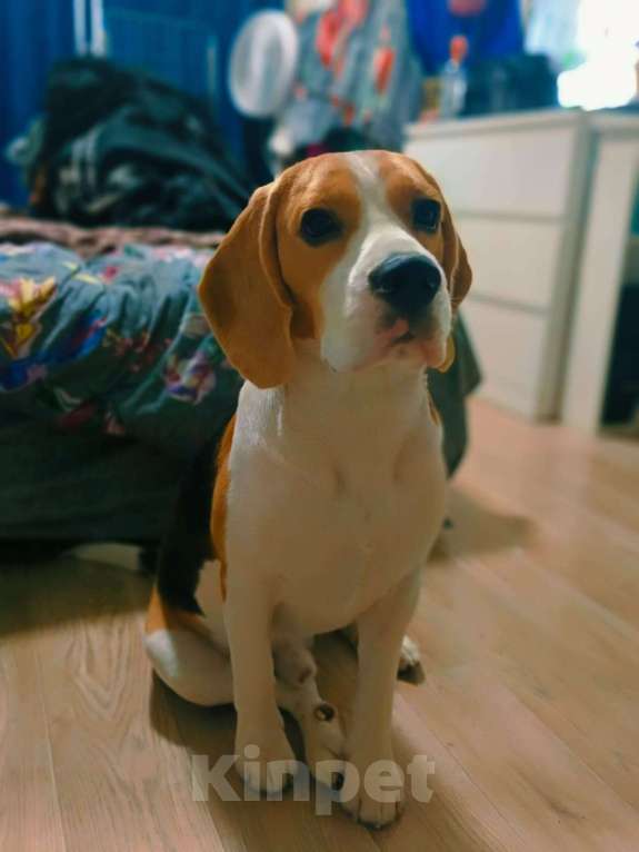 Собаки в Санкт-Петербурге: Отдам в добрые руки  Мальчик, Бесплатно - фото 3