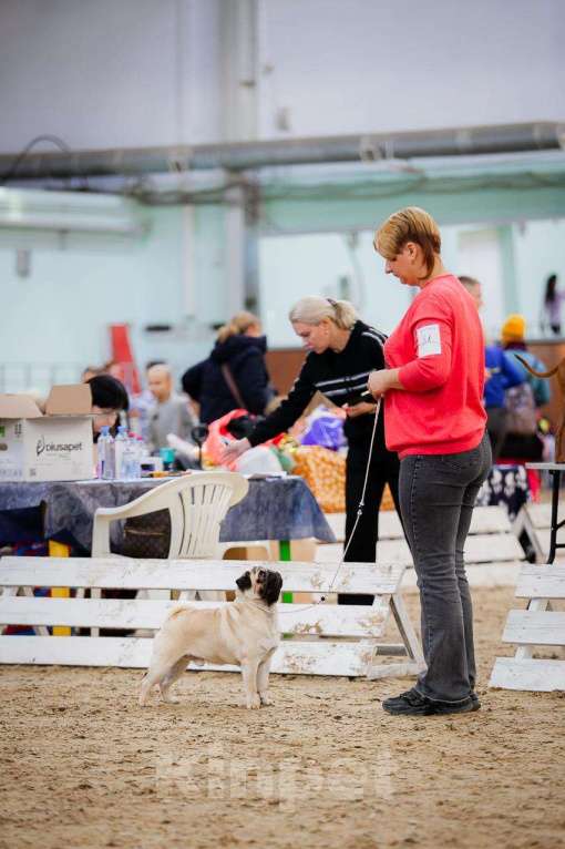 Собаки в Тюмени: Мопс для вязки Мальчик, 30 000 руб. - фото 7