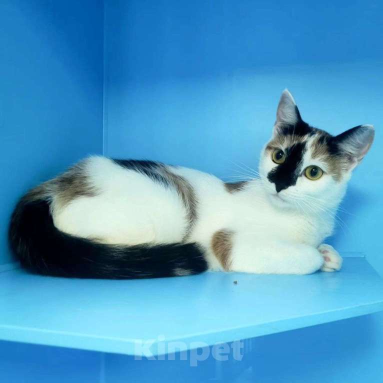 Кошки в Москве: Текилу никто не замечает Девочка, Бесплатно - фото 2