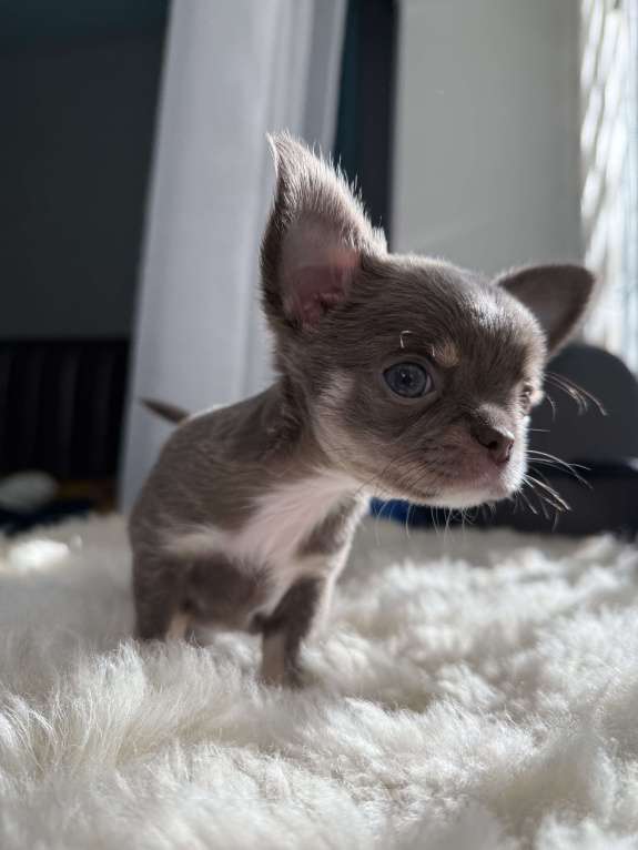 Собаки в Самаре: Мия Девочка, 40 000 руб. - фото 10