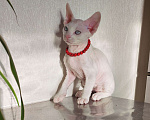 Кошки в Горячем Ключе: Котенок Девон Рекс мальчик белый с голубыми глазами Мальчик, 50 000 руб. - фото 3