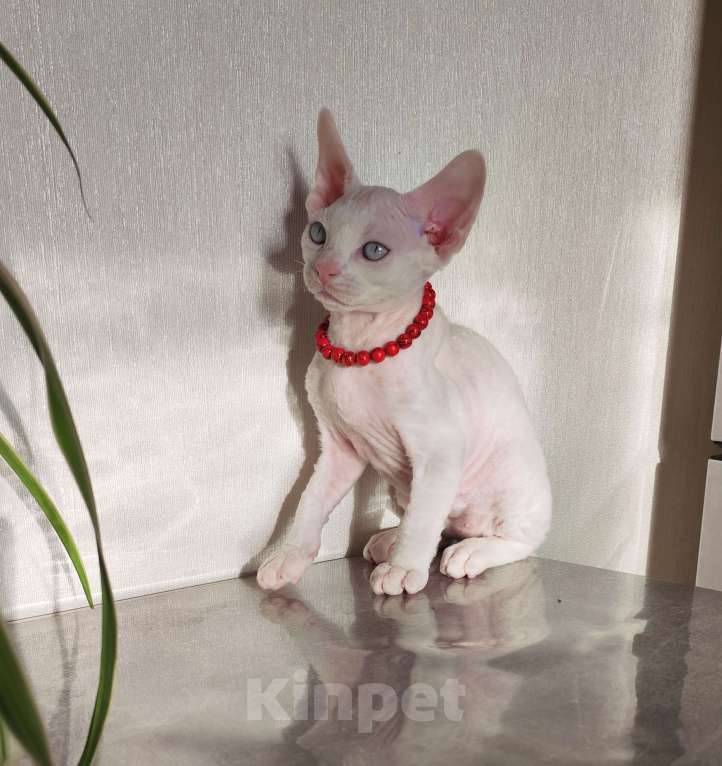 Кошки в Горячем Ключе: Котенок Девон Рекс мальчик белый с голубыми глазами Мальчик, 50 000 руб. - фото 3