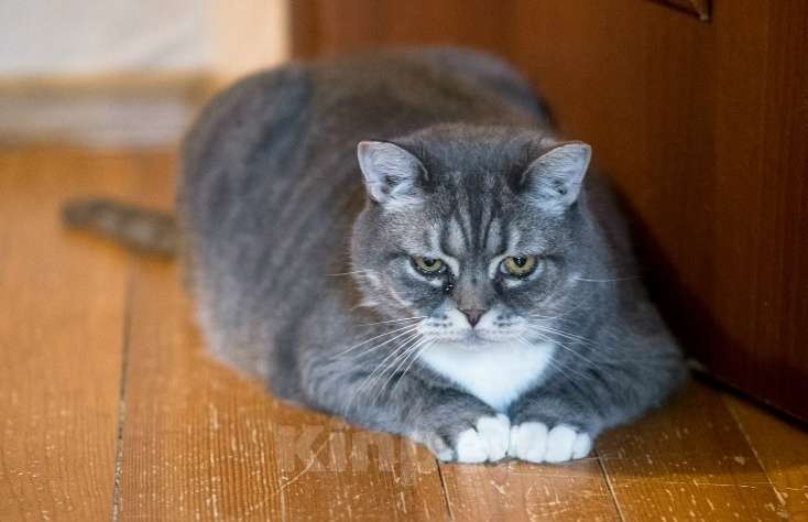 Кошки в Калуге: Очаровательная Бамбина. Кошка в добрые руки. Девочка, Бесплатно - фото 2