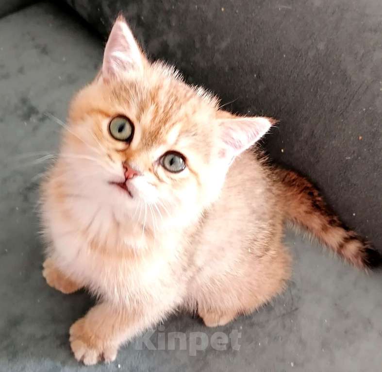 Кошки в Одинцово: Британский котенок мальчик Мальчик, 10 000 руб. - фото 1