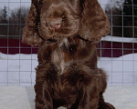 Собаки в Зеленограде: Английского кокер спаниеля щенки Мальчик, 30 000 руб. - фото 5
