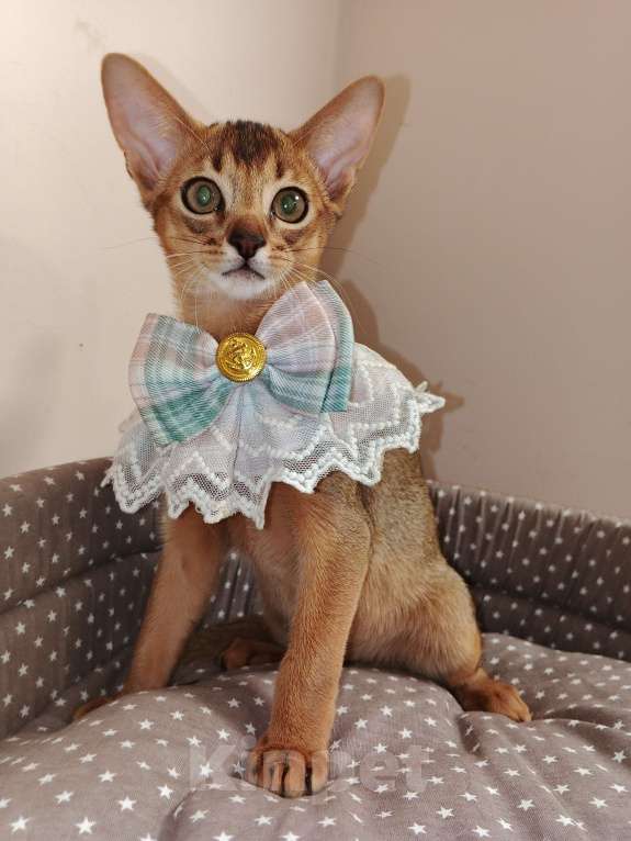 Кошки в Москве: Абиссинский котик красавчик из питомника Мальчик, 70 000 руб. - фото 3
