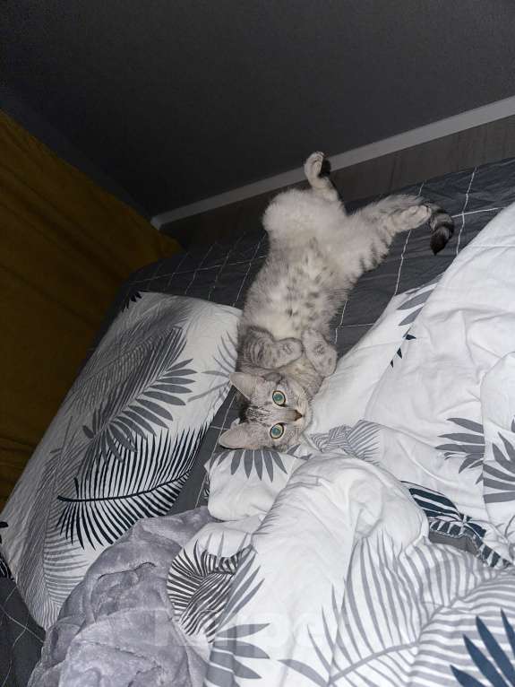 Кошки в Москве: Отдам Вафлю в добрые руки Девочка, Бесплатно - фото 5