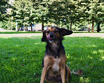 Собаки в Москве: ФИФОЧКА Девочка, Бесплатно - фото 8