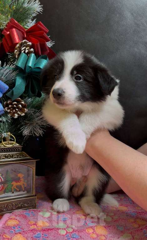 Собаки в Москве: Бордер колли щенок Мальчик, 70 000 руб. - фото 3