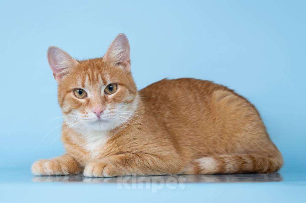 Кошки в Москве: Рыжая Морошка принесет солнышко в ваш дом Девочка, Бесплатно - фото 3