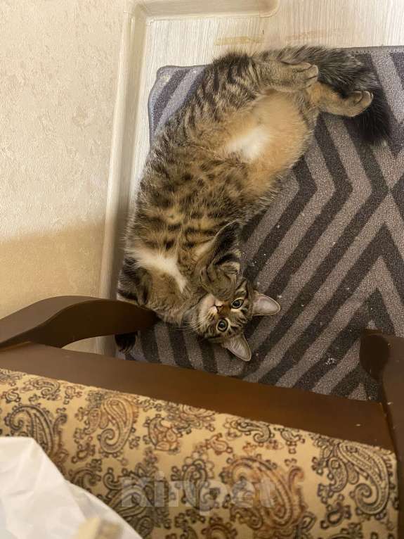 Кошки в Кирове: Кошка Девочка, Бесплатно - фото 7