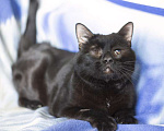 Кошки в Москве: Особенный черный кот Гэндальф ищет дом Мальчик, 1 руб. - фото 5
