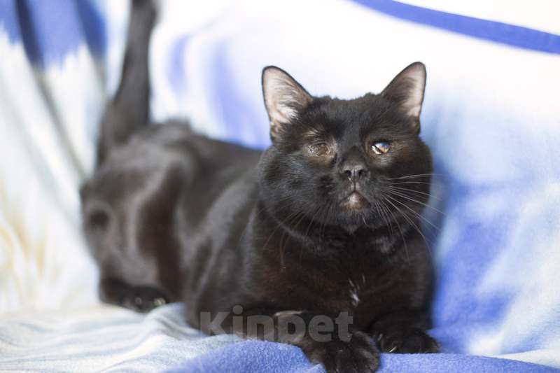 Кошки в Москве: Особенный черный кот Гэндальф ищет дом Мальчик, 1 руб. - фото 5