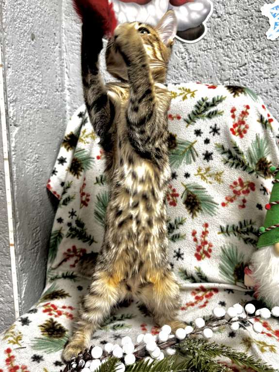 Кошки в Челябинске: Бурмадион котенок Девочка, 25 000 руб. - фото 2