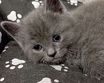 Кошки в Москве: Продаю котят Мальчик, 8 000 руб. - фото 9
