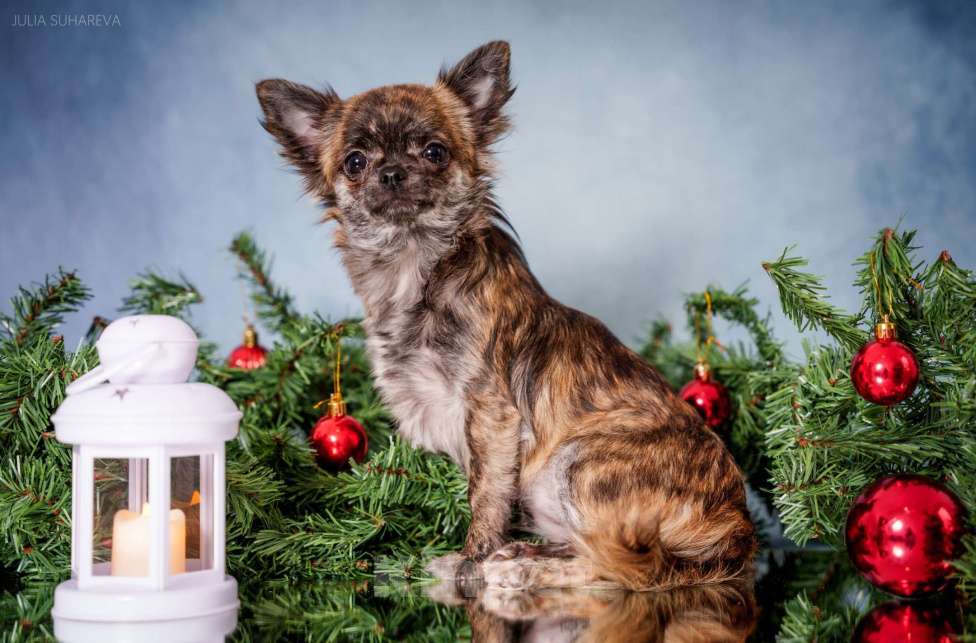 Собаки в Тольятти: Девочка чихуахуа подрощенная длинношерстная тигровая Девочка, 60 000 руб. - фото 2